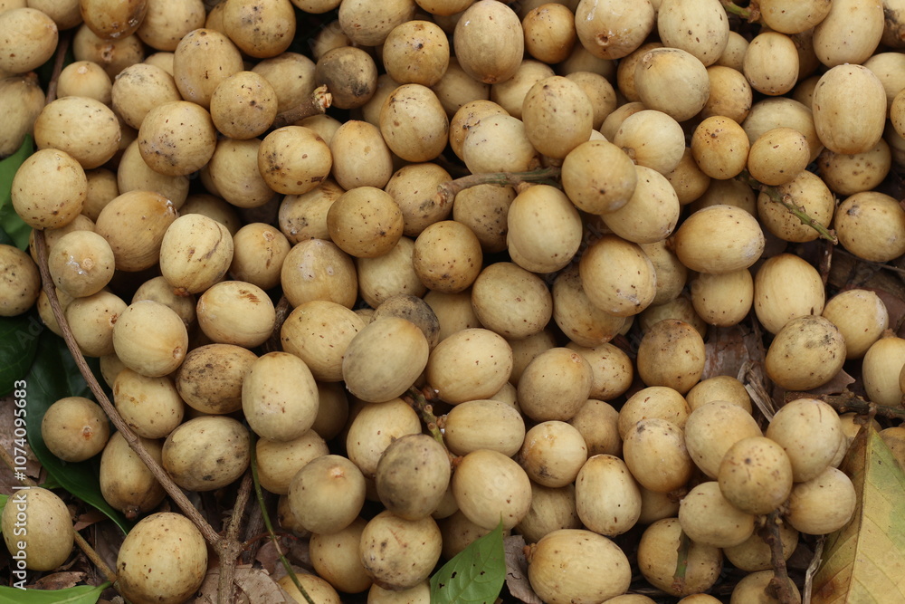 Langsat fruit or Lansium domesticum Langsat fruit or Lansium domesticum
