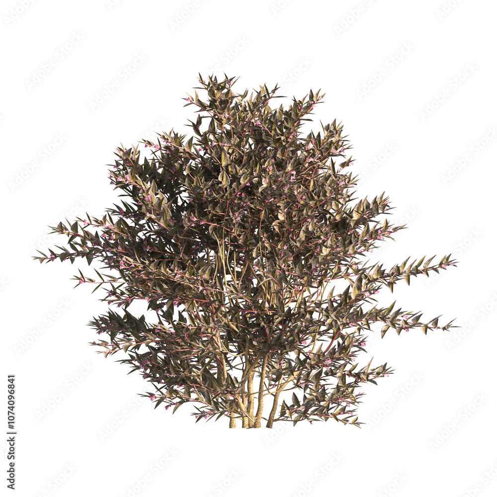 flower bush isolated on transparent background. Single Tropical plant. flower fence bush. green shrub tree PNG. Side View of flower bush with leaves PNG. transparent Shrub PNG for garden decoration. flower bush isolated on transparent background. Single Tropical plant. flower fence bush. green shrub tree PNG. Side View of flower bush with leaves PNG. transparent Shrub PNG for garden decoration.