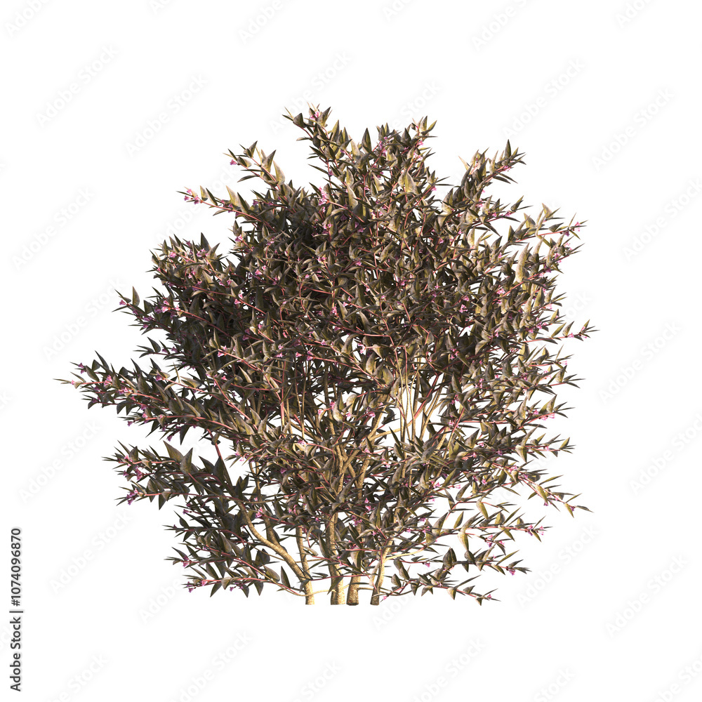 flower bush isolated on transparent background. Single Tropical plant. flower fence bush. green shrub tree PNG. Side View of flower bush with leaves PNG. transparent Shrub PNG for garden decoration. flower bush isolated on transparent background. Single Tropical plant. flower fence bush. green shrub tree PNG. Side View of flower bush with leaves PNG. transparent Shrub PNG for garden decoration.