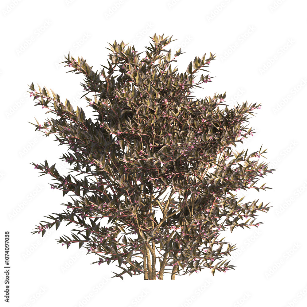 flower bush isolated on transparent background. Single Tropical plant. flower fence bush. green shrub tree PNG. Side View of flower bush with leaves PNG. transparent Shrub PNG for garden decoration. flower bush isolated on transparent background. Single Tropical plant. flower fence bush. green shrub tree PNG. Side View of flower bush with leaves PNG. transparent Shrub PNG for garden decoration.