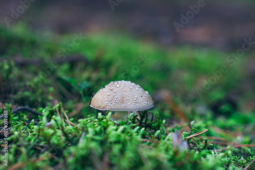 Amanita Pantherina, Known as the Panther Cap, False Blusher and Panther Amanita: Healing and Medicinal Mushroom Growing in Forest. Can Be Used for Micro Dosing, Spiritual Practices and Shaman Rituals photo