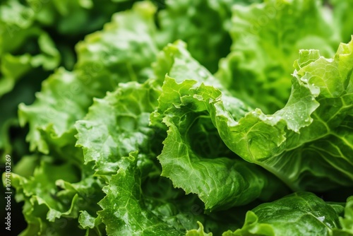 Organic hydroponic lettuce farm Close up of green salad cultivation Green oak lettuce grown in the farm