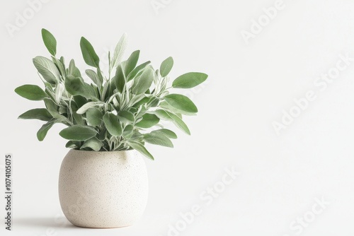 Sage in a vase on white background