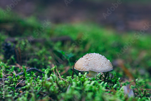 Amanita Pantherina, Known as the Panther Cap, False Blusher and Panther Amanita: Healing and Medicinal Mushroom Growing in Forest. Can Be Used for Micro Dosing, Spiritual Practices and Shaman Rituals photo