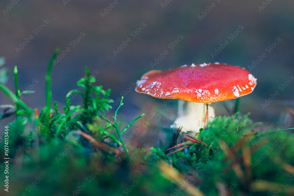 Amanita Muscaria, Known as the Fly Agaric or Fly Amanita: Healing and Medicinal Mushroom with Red Cap Growing in Forest. Can Be Used for Micro Dosing, Spiritual Practices and Shaman Rituals Amanita Muscaria, Known as the Fly Agaric or Fly Amanita: Healing and Medicinal Mushroom with Red Cap Growing in Forest. Can Be Used for Micro Dosing, Spiritual Practices and Shaman Rituals