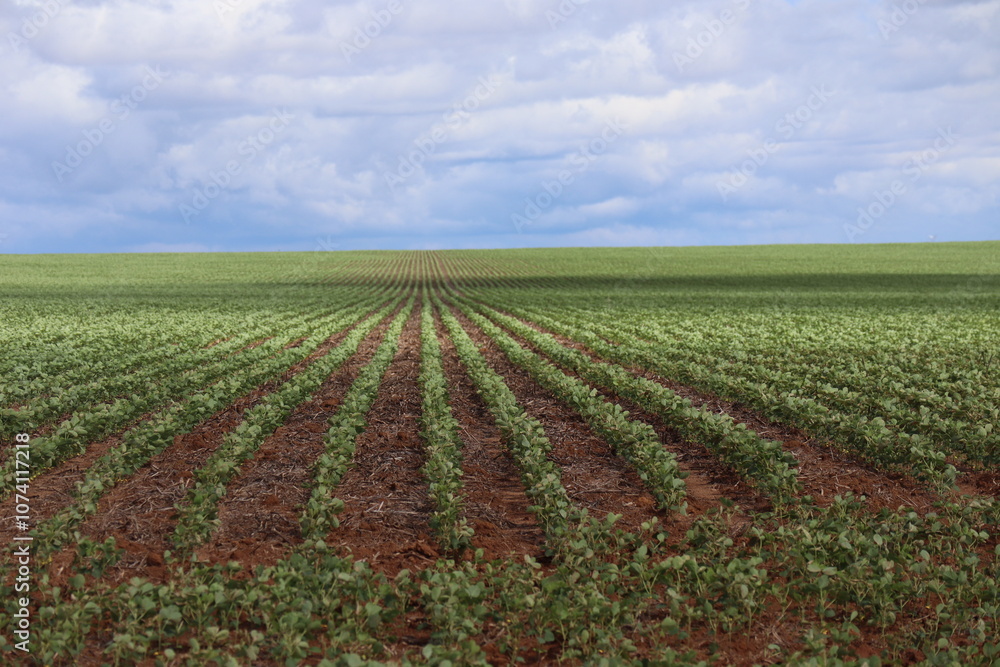 Soybean field in a sunny day. Agricultural scene. Soybean field in a sunny day. Agricultural scene.