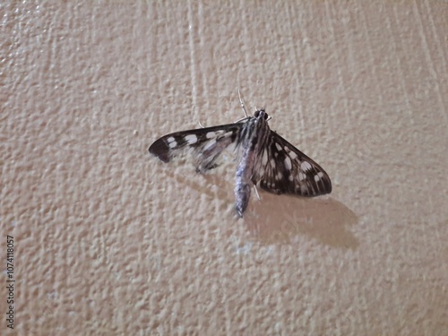 moth on a wall