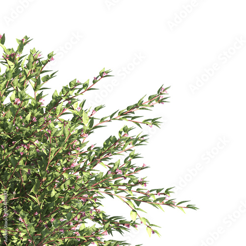 bush leaves isolated on transparent background. Single Tropical plant. flower fence bush. green shrub tree PNG. Side View of flower bush with leaves PNG. transparent Shrub PNG for garden decoration. photo