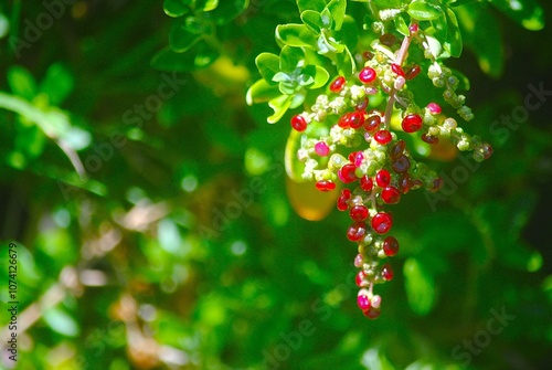 January, 2024. Philip Island, Australia. Red Berries with Green Background.