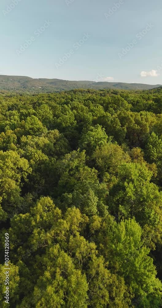 Late afternoon aerial summer / autumn vertical video of the tops of green trees in the Central NY, USA Late afternoon aerial summer / autumn vertical video of the tops of green trees in the Central NY, USA