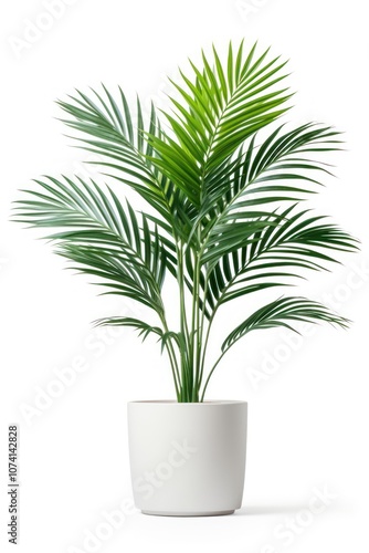 Plant leaf tree white background.