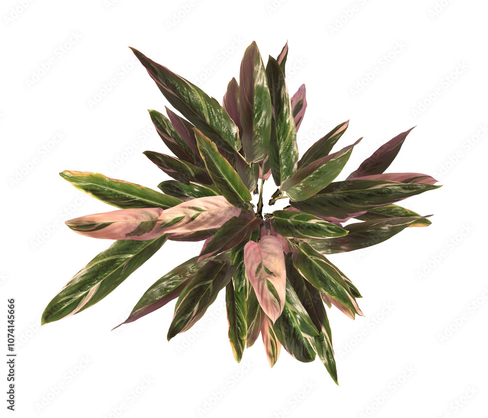 Trio star Plant isolated on transparent background. Tricolor prayer leaves PNG. indoor plant isolated on transparent background. Shrub PNG. bush PNG. Tricolor prayer Plant. triostar stromanthe Plant. Trio star Plant isolated on transparent background. Tricolor prayer leaves PNG. indoor plant isolated on transparent background. Shrub PNG. bush PNG. Tricolor prayer Plant. triostar stromanthe Plant.