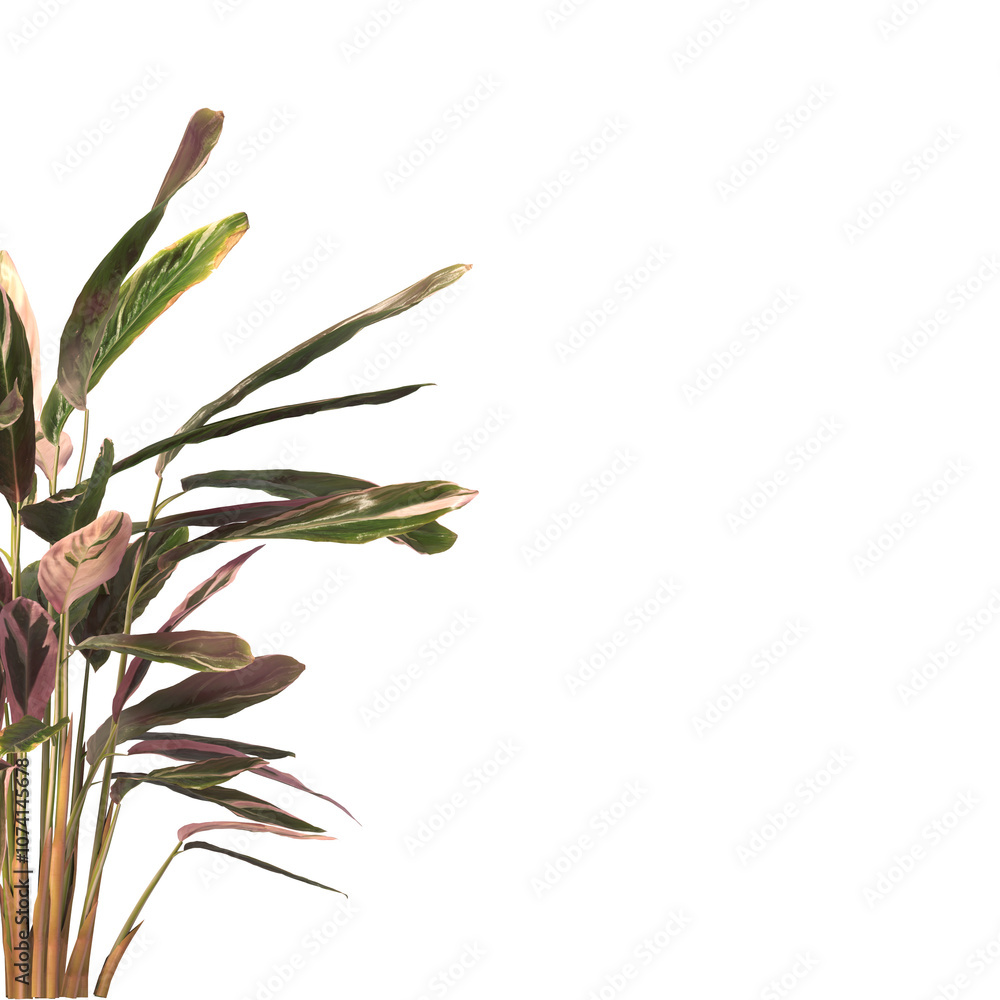 Tricolor prayer leaves isolated on transparent background. Trio star Plant PNG. indoor plant isolated on transparent background. Shrub PNG. bush PNG. Tricolor prayer Plant. triostar stromanthe Plant. Tricolor prayer leaves isolated on transparent background. Trio star Plant PNG. indoor plant isolated on transparent background. Shrub PNG. bush PNG. Tricolor prayer Plant. triostar stromanthe Plant.