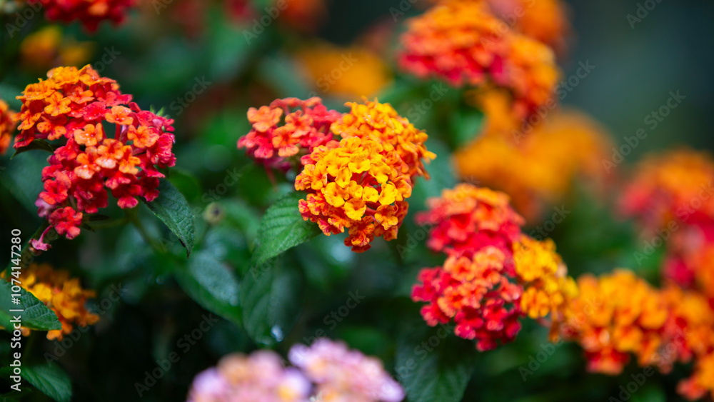 Lantana camara flowers blooming in the garden Lantana camara flowers blooming in the garden