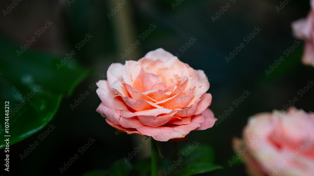Beautiful roses in the garden, Roses are beautiful with a beautiful sunny day. Beautiful roses in the garden, Roses are beautiful with a beautiful sunny day.
