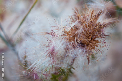 Dried thistle flower close-up. Close up of beautiful dry thistle flower in autumn, blurred background. Toned photo.