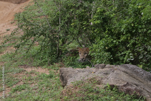 Sri Lankan Leopard in Yala National Park, Sri Lanka 