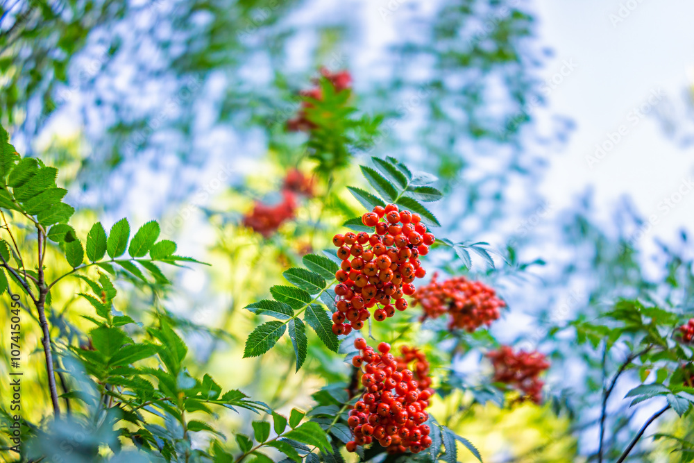 Rowan berry tree with edible red rowanberries growing macro closeup view of cluster in fall autumn season in Beaver Creek, Colorado looking up at sky Rowan berry tree with edible red rowanberries growing macro closeup view of cluster in fall autumn season in Beaver Creek, Colorado looking up at sky