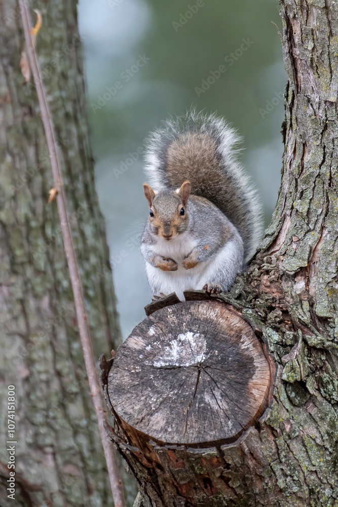 squirrel on a tree squirrel on a tree