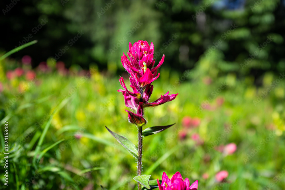 Pink purple paintbrush wildflowers flowers in Colorado macro closeup at Top of Vail Tour Ridge route hiking trail path in summer Pink purple paintbrush wildflowers flowers in Colorado macro closeup at Top of Vail Tour Ridge route hiking trail path in summer