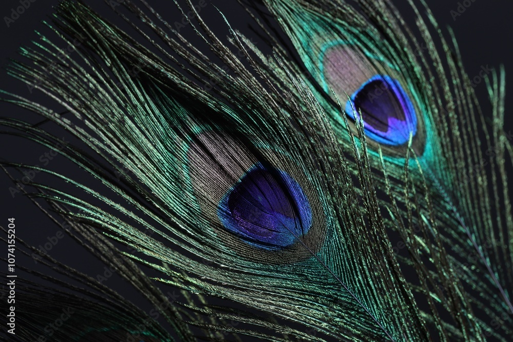 Fototapeta premium Two beautiful peacock feathers on dark background, closeup