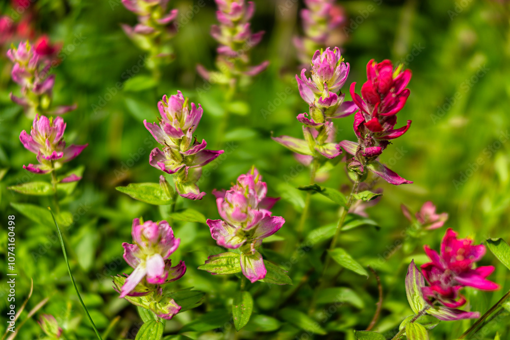 Paintbrush wildflowers pink flower plant in Colorado closeup at Top of Vail Tour Ridge route hiking trail in summer