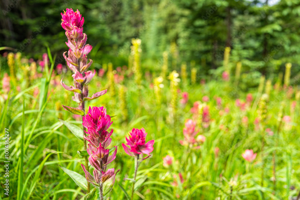 Paintbrush wildflowers flower plant in Colorado closeup at Top of Vail Tour Ridge route hiking trail footpath in summer Paintbrush wildflowers flower plant in Colorado closeup at Top of Vail Tour Ridge route hiking trail footpath in summer
