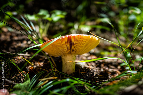 Macro closeup of one mushroom growing in ground in Colorado in National Forest park photo