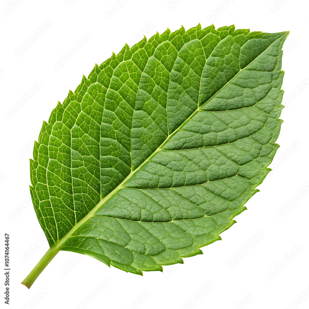 Obraz premium green leaf isolated on white