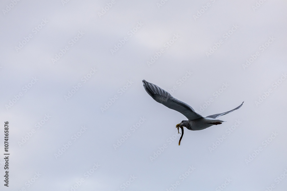 Obraz premium Seagull in Flight Over Vancouver Island's West Coast