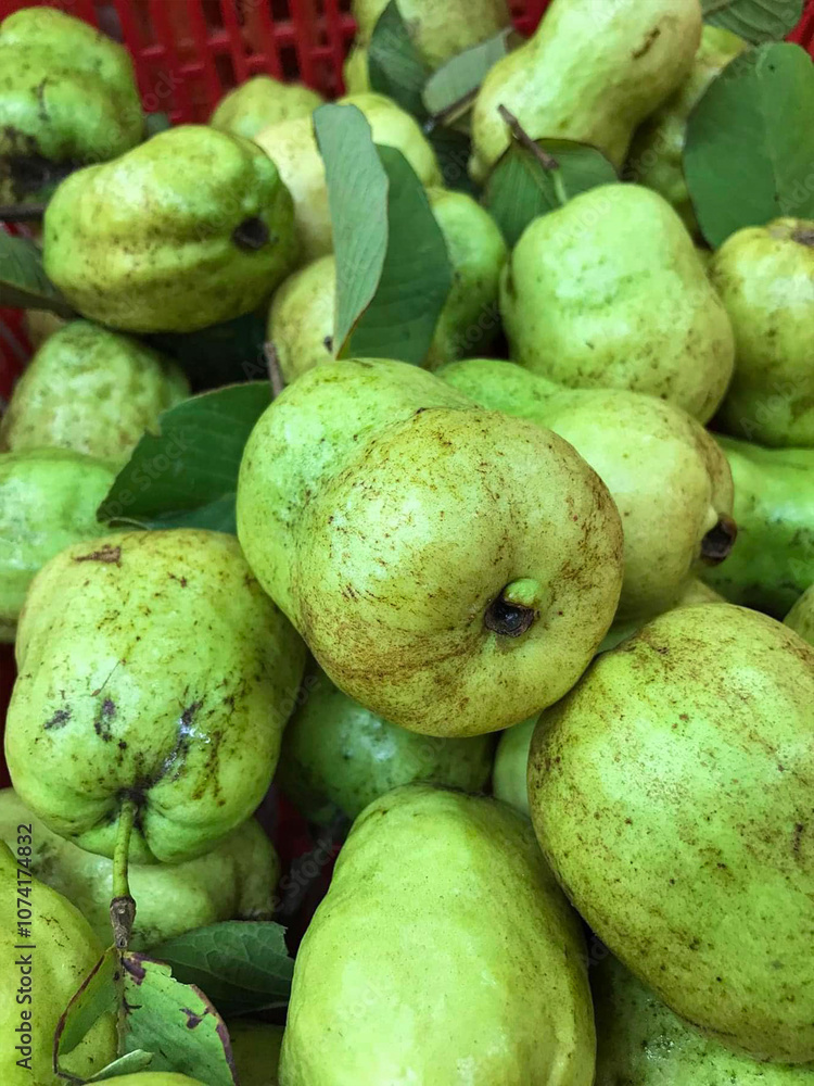 Close-Up View of Freshly Picked Green Guavas with Leaves Close-Up View of Freshly Picked Green Guavas with Leaves