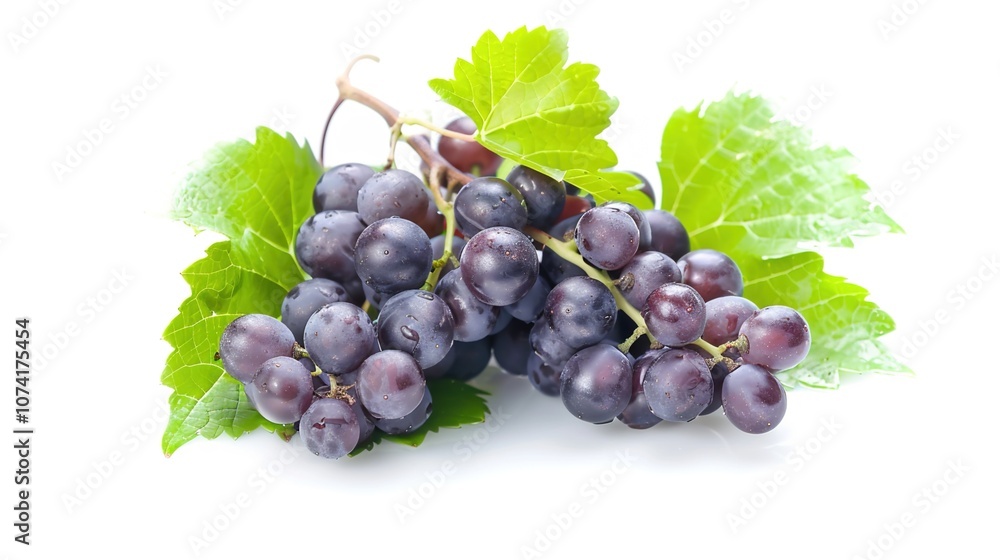 Elegant Vine White Background Picture: A Touch of Natural Beauty Elegant Vine White Background Picture: A Touch of Natural Beauty