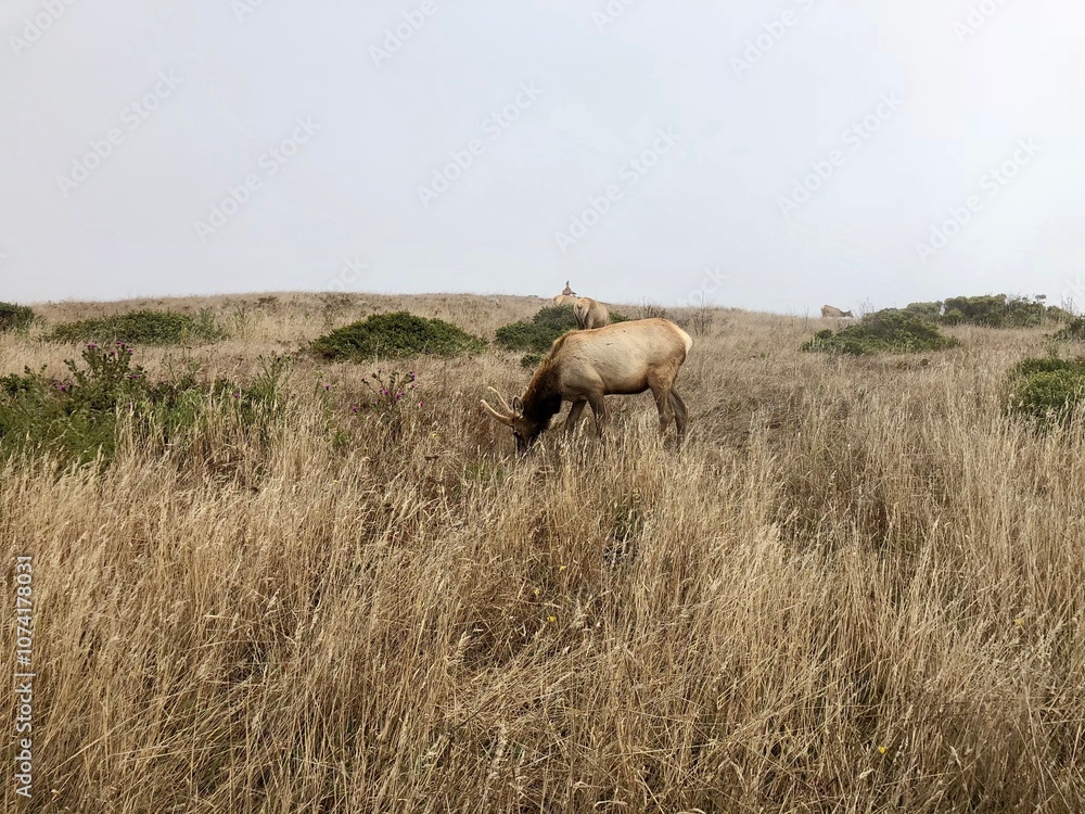 Elk grazing on a foggy morning Elk grazing on a foggy morning