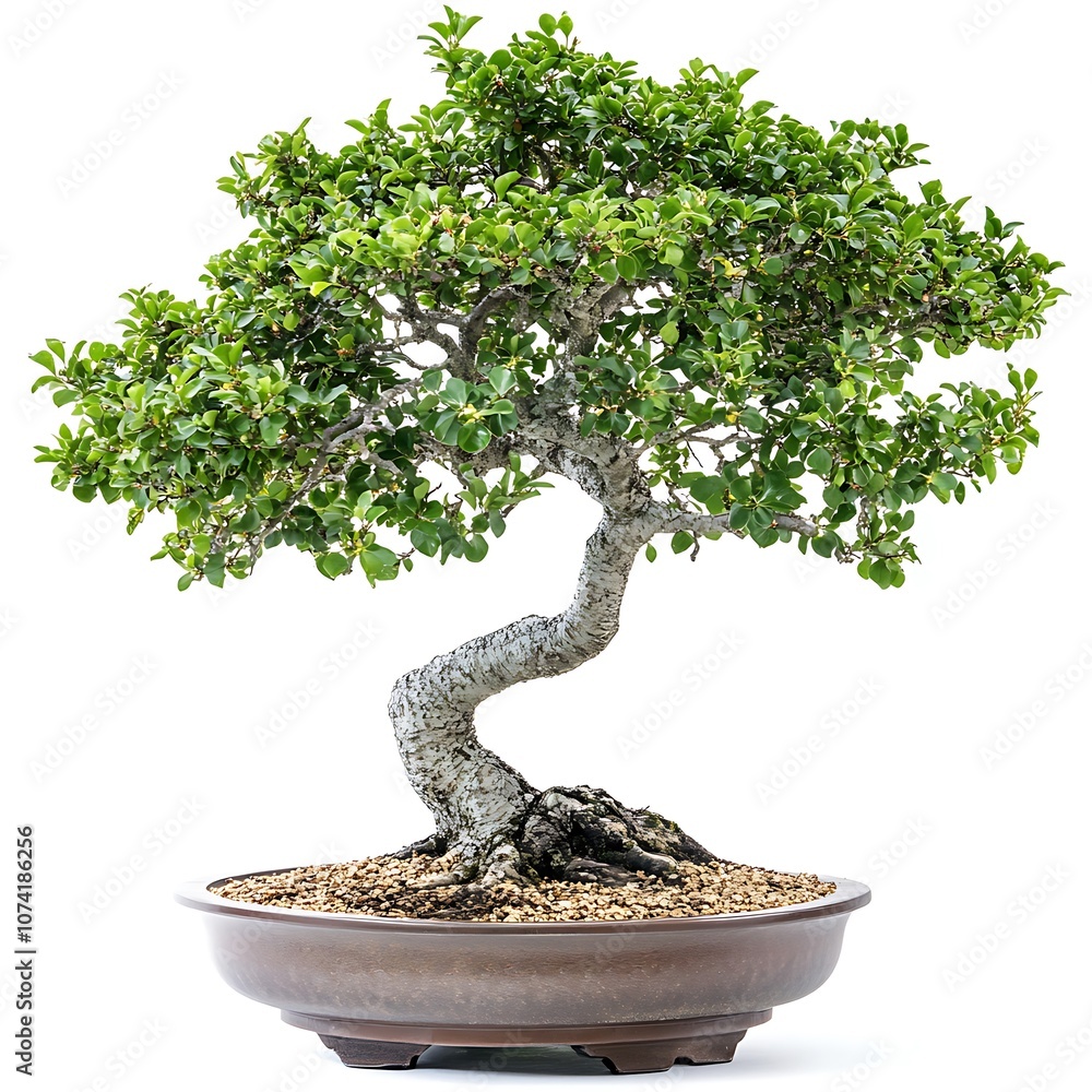 Amur cork tree isolated on a with a white background, close up Amur cork tree isolated on a with a white background, close up