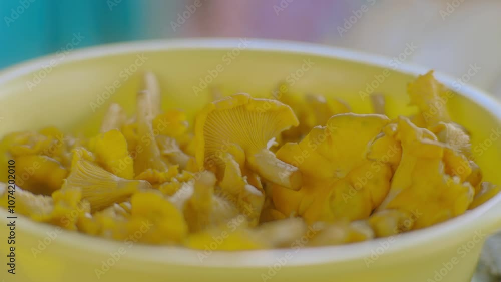 Close-up view of fresh golden chanterelle mushrooms in light-colored bowl, showcasing their vibrant yellow color and delicate texture. Ideal footage for culinary, food, or natural ingredients content. Close-up view of fresh golden chanterelle mushrooms in light-colored bowl, showcasing their vibrant yellow color and delicate texture. Ideal footage for culinary, food, or natural ingredients content.