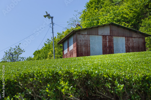 茶畑にある古くて錆びたレトロな小屋のある風景。 photo