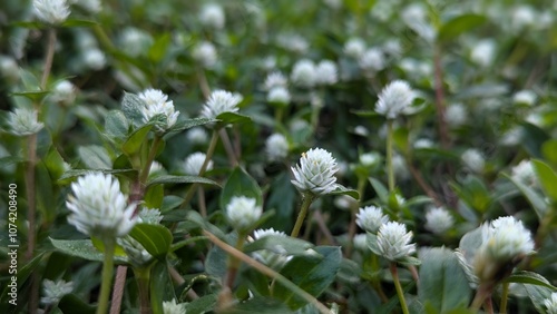 Wallpaper Mural Alternanthera sessilis wild flower plant Torontodigital.ca