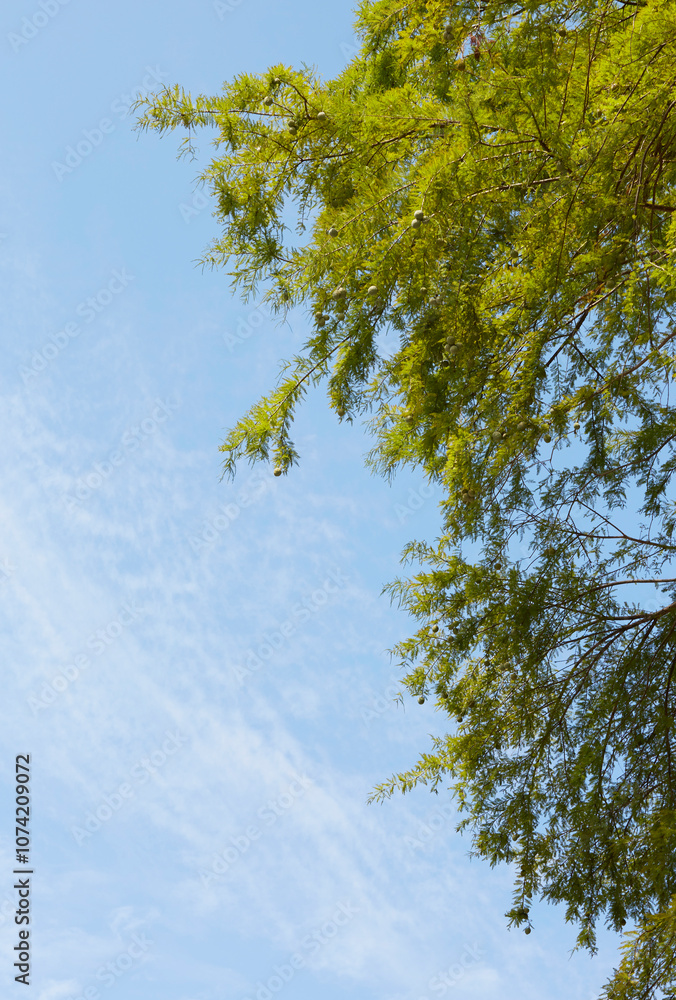 Obraz premium メタセコイア