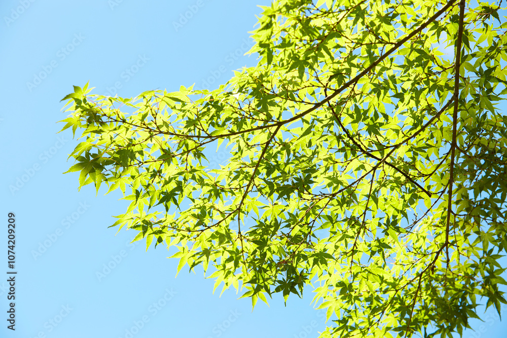 盛夏の光を浴びた青紅葉 盛夏の光を浴びた青紅葉