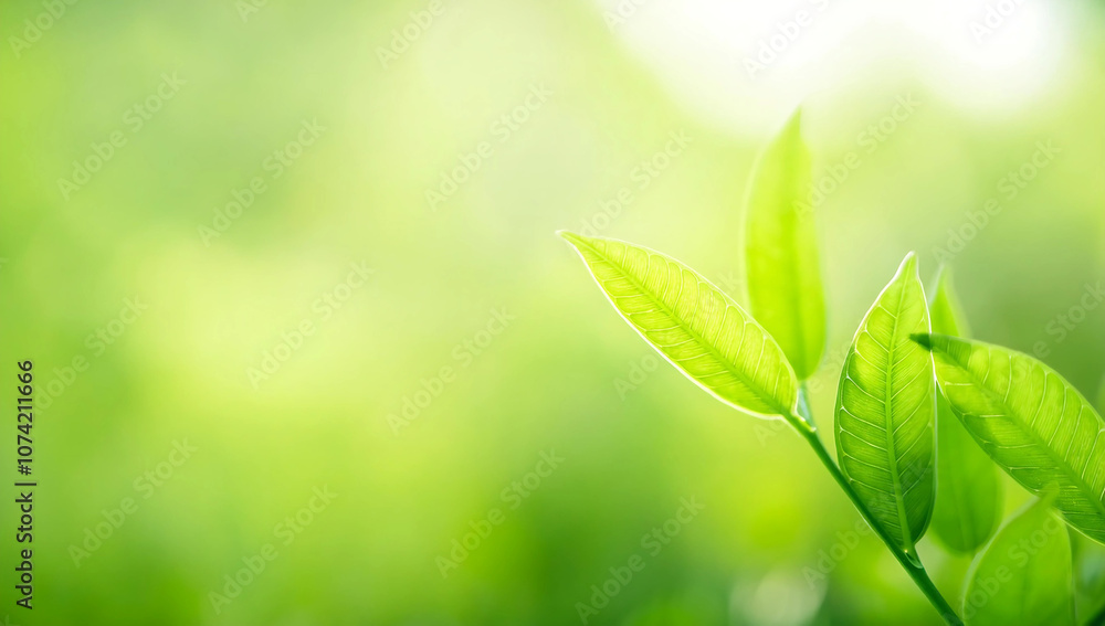 Close up of nature view green grass leaf on blurred greenery background under sunlight with bokeh and copy space using as background natural plants landscape, ecology cover concept. Close up of nature view green grass leaf on blurred greenery background under sunlight with bokeh and copy space using as background natural plants landscape, ecology cover concept.