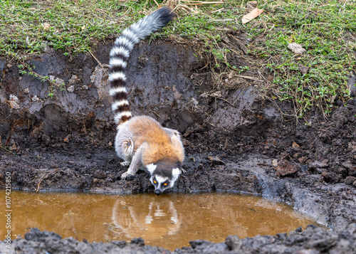 A group of ring-tailed lemurs drinking water from a muddy pond. Some lemurs are carrying their young, showcasing their matriarchal society. Isalo National Park, Madagascar. photo