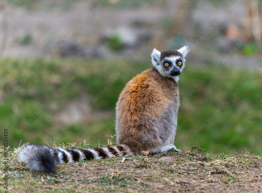 Fototapeta premium A ring-tailed lemur sitting on the grass with its distinctive black and white striped tail. Isalo National Park, Madagascar.