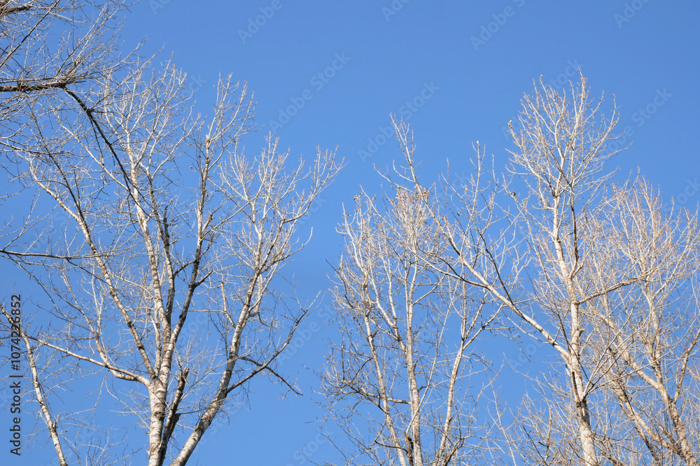 Birch trees at Island 22 Regional Park along Fraser River during a fall season in Chilliwack, British Columbia, Canada Birch trees at Island 22 Regional Park along Fraser River during a fall season in Chilliwack, British Columbia, Canada