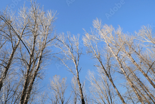 Birch trees at Island 22 Regional Park along Fraser River during a fall season in Chilliwack, British Columbia, Canada