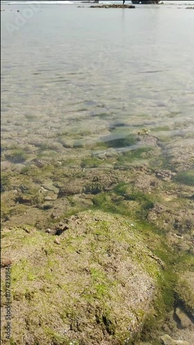 Marine Plants, Seawater, Coral Reefs, and Rocky Shorelines