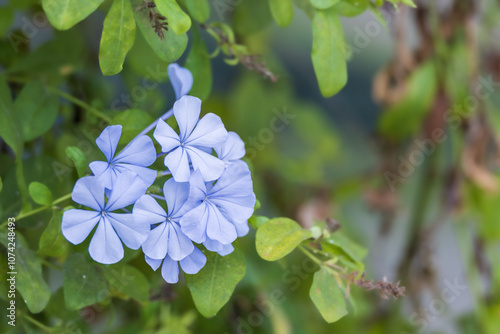 Plumbago with purple petals. Plumbago auriculata, Cape leadwort, blue plumbago, Cape plumbago photo