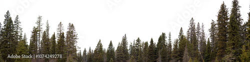 Panorama of spruce forest in the early winter with a transparent sky
