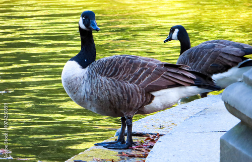 Wallpaper Mural Pair of ducks standing by the lake under the afternoon sun Torontodigital.ca