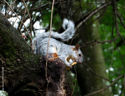 Wallpaper Mural Squirrel eating a nut while perched on a tree in the forest Torontodigital.ca