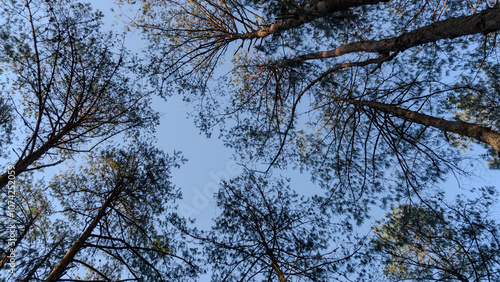 Wallpaper Mural Forest canopy with tree branches forming patterns in the sky Torontodigital.ca